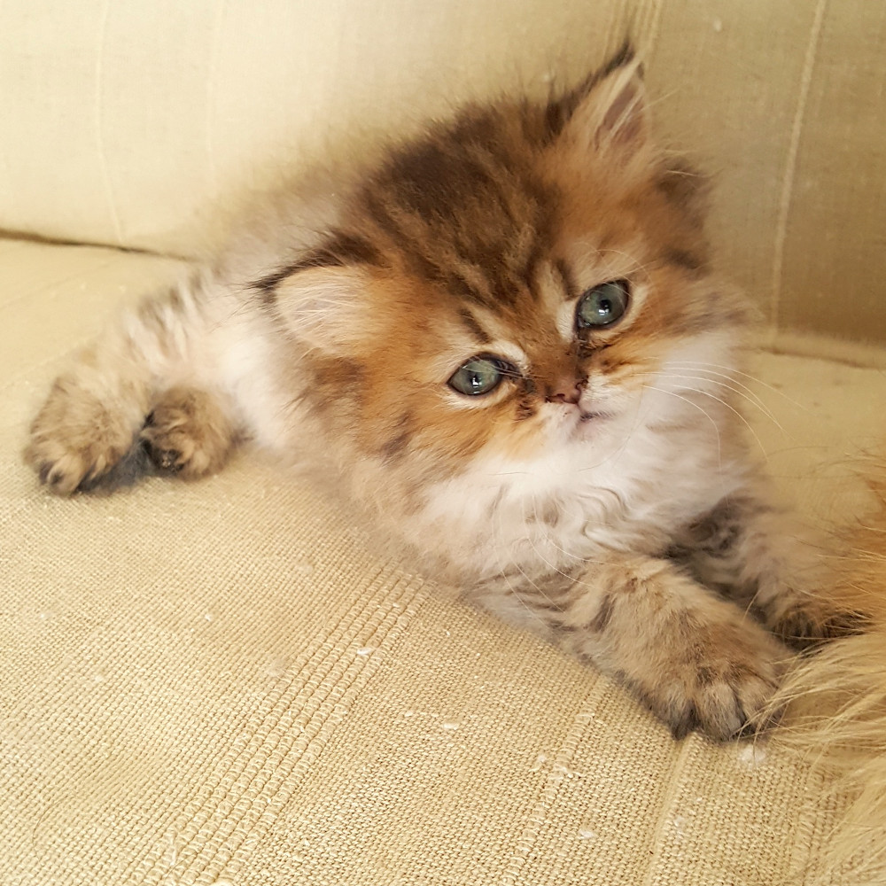 Nala de Chamrossa