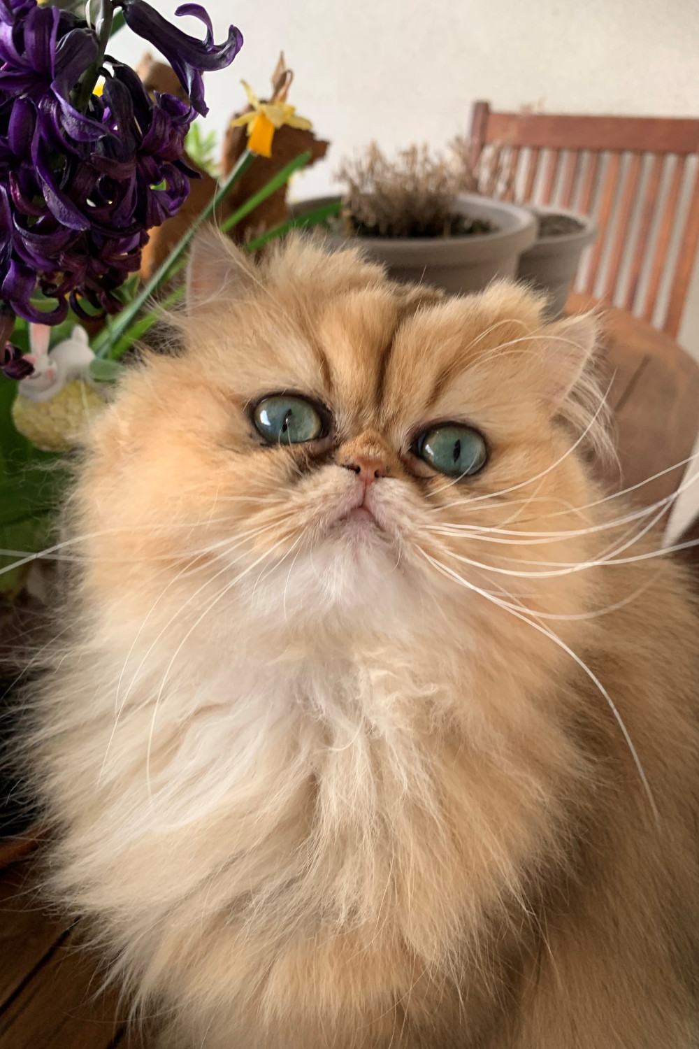 Princesse de Chamrossa