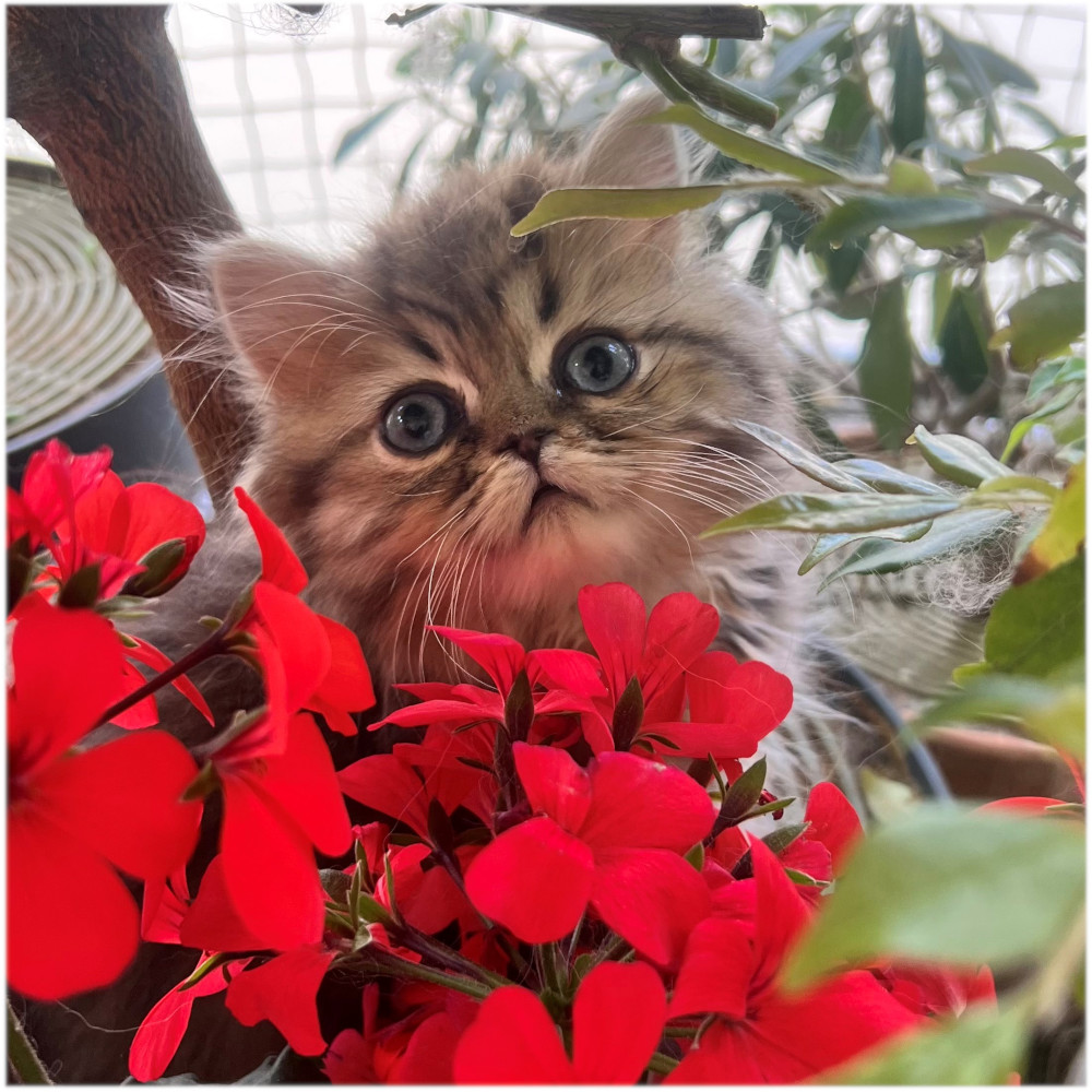 Amour de Chamrossa