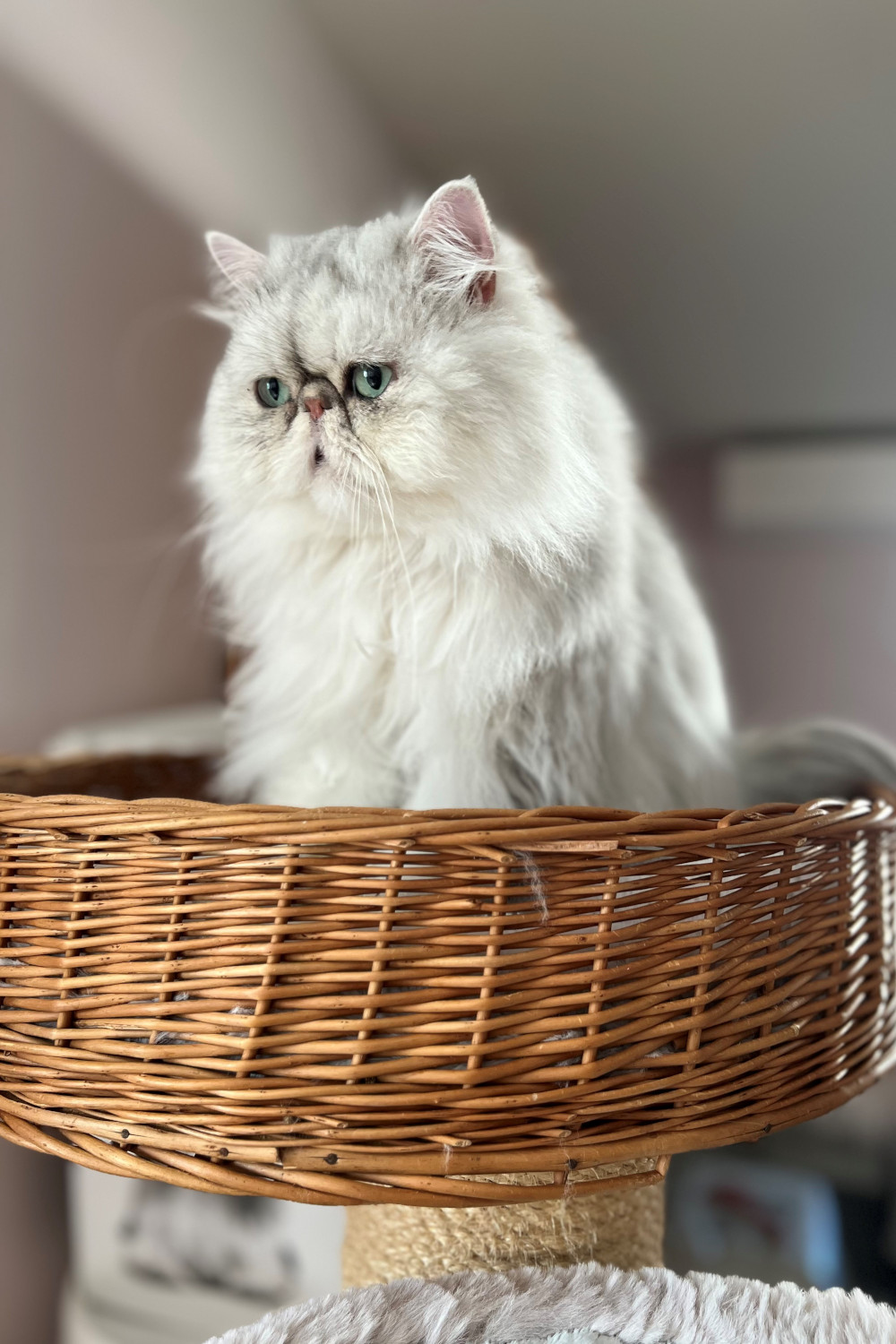 Snowbell du Myosotis Doré